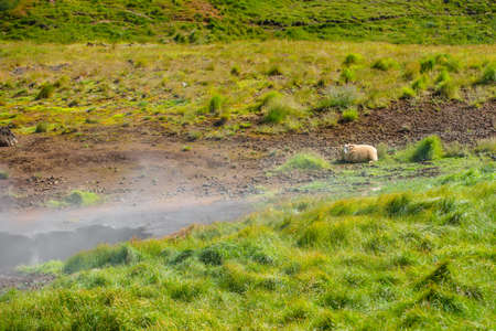 Wonderful icelandic nature landscape. High mountains, geothermal mountain river and green grassland. Sheeps taking rest in steam background.の写真素材