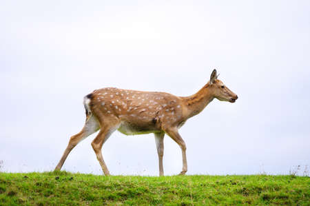 Wild white-tailed deer in a field.の写真素材