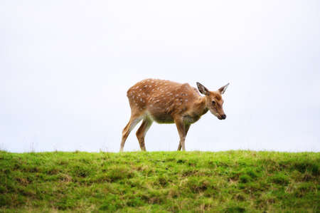 Wild white-tailed deer in a field.の写真素材