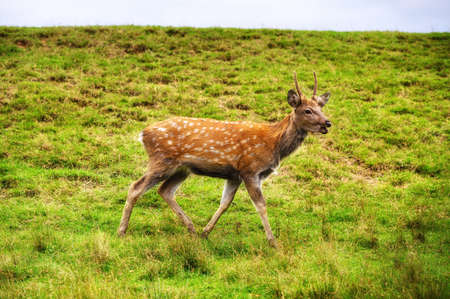 Wild white-tailed deer in a field.の写真素材
