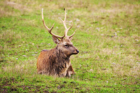 Wild white-tailed deer in a field.の写真素材