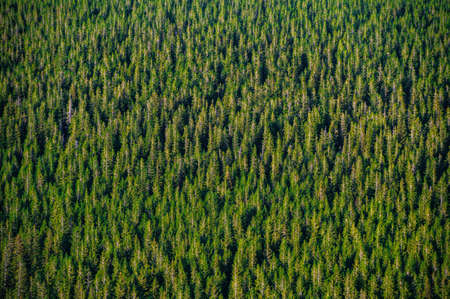 Summer warm sunlight over mountain forest. Aerial view.の写真素材