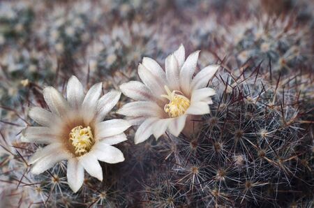 Blossoming cactusの写真素材