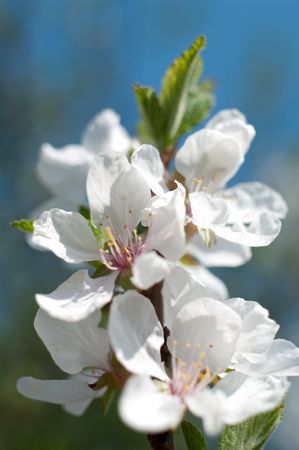 Some colours of a felt cherry on the branch end close upの写真素材