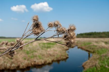 Dry burdock against a spring river landscapeの写真素材