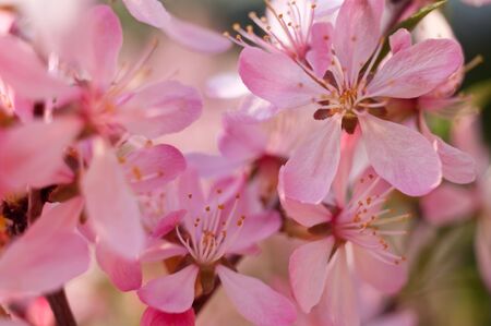 The flower of almonds allocated close up against the sky and others flowersの写真素材