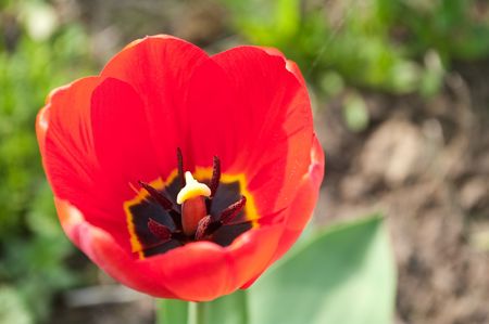 The semi-revealed red tulip on a stalk against garden greensの写真素材