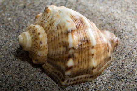 Cockleshell on black sandの写真素材