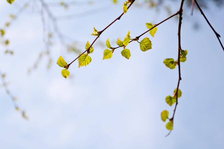 Birch branch with young leaves against the blue skyの写真素材