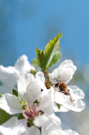 Flowers of a felt cherry close up with a beeの写真素材