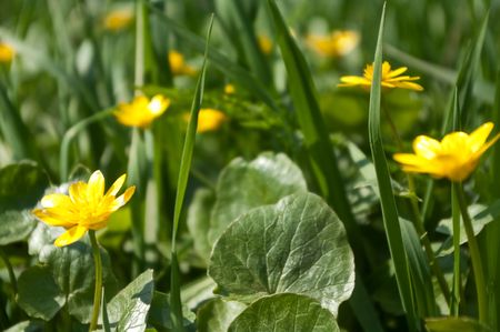 Yellow flowers among a grass on a meadow at the riverの写真素材