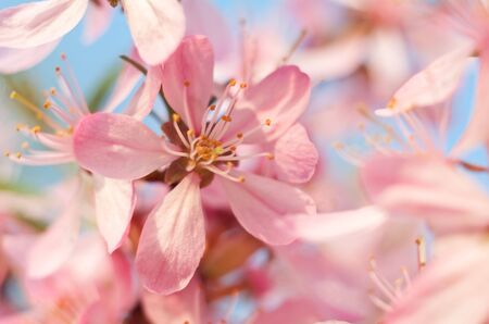   The flower of almonds allocated close up against the sky and others flowersの写真素材