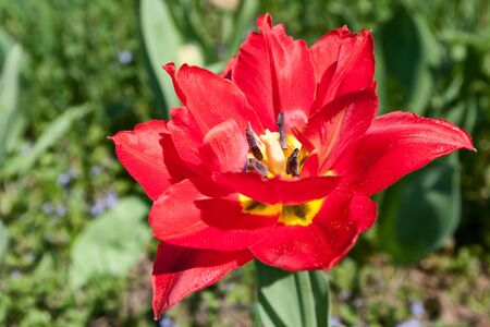 The terry red tulip blossoms against garden greensの写真素材