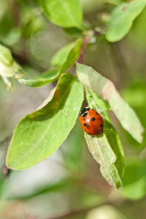 The ladybird creeps on sheet of a honeysuckle Far Eastの写真素材
