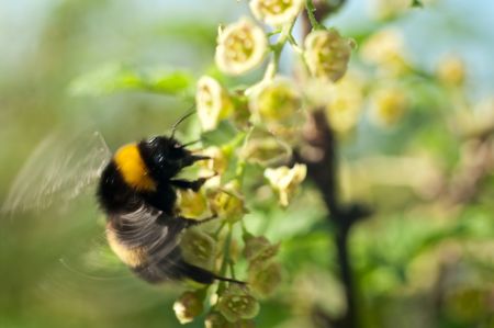 The bumblebee flies up to colours of a currant, a close upの写真素材