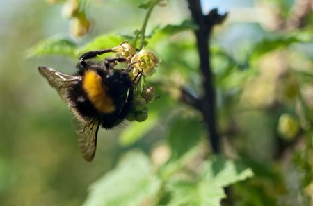 The bumblebee pollinates currant flowers, a close upの写真素材