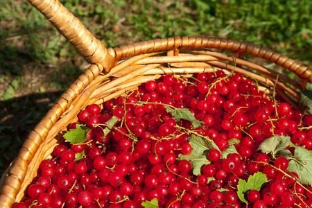 The red currant is collected in a basketの写真素材