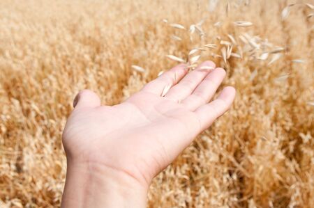 The wind blows off an oats from the opened palmの写真素材