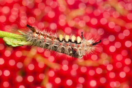 Shaggy caterpillar on a branch on the dim red backgroundの写真素材