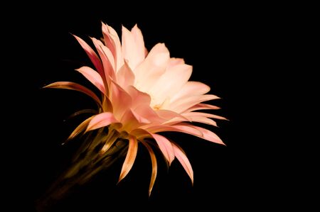 Large flower of a cactus on a black backgroundの写真素材