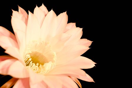 The middle of a flower of a cactus with stamens is shown close upの写真素材