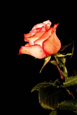 Rose in drops of water on a black backgroundの写真素材