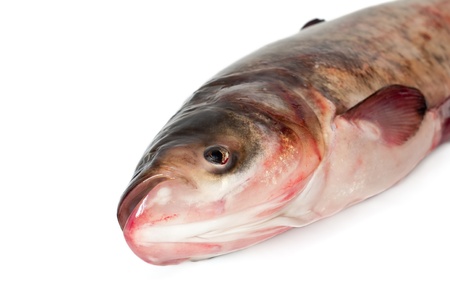 Fresh fish close up on a white backgroundの写真素材