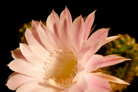 The middle of a flower of a cactus with stamens is shown close up の写真素材