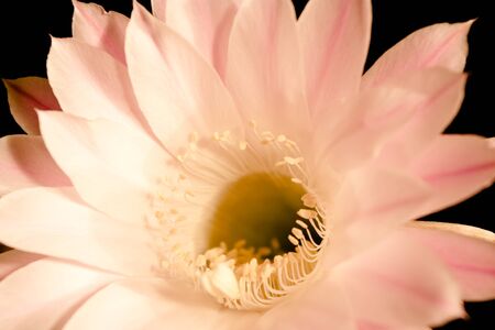 The middle of a flower of a cactus with stamens is shown close up の写真素材