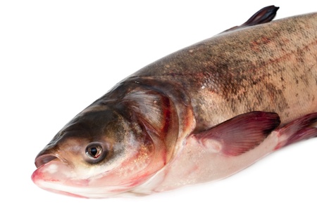 Fresh fish close up on a white background の写真素材