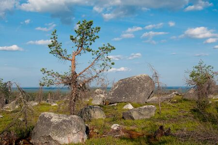 A huge split boulder lies among the dead trees on the mountain topの写真素材