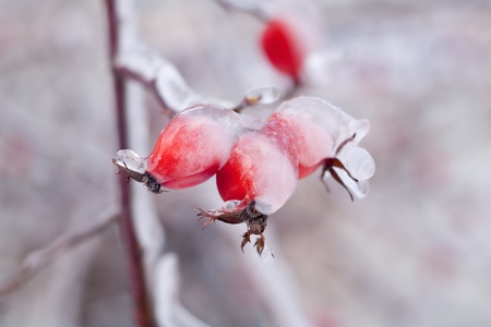 Dry fruits of a hawthorn on a branch, prisoners in a shell from an iceの写真素材