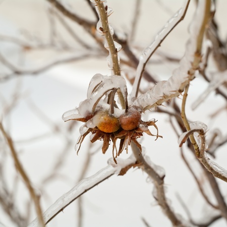 Dry hips on a branch, prisoners in a shell from an iceの写真素材