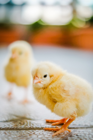 Close up adorable yellow liitle chicken on the farm and on wooden background for trader or business,...