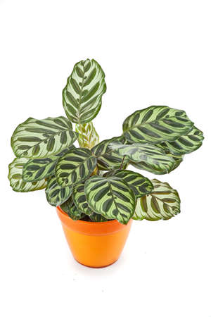 indoor plant, calathea speciesの写真素材