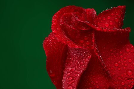 Red rose with lots of water drops  Macroの写真素材