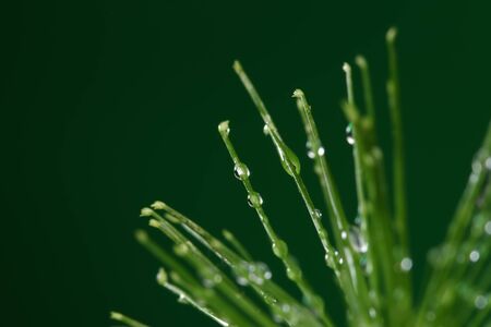 Fresh plant with water drops on green backgroundの写真素材