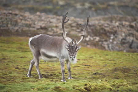 Reindeerの写真素材