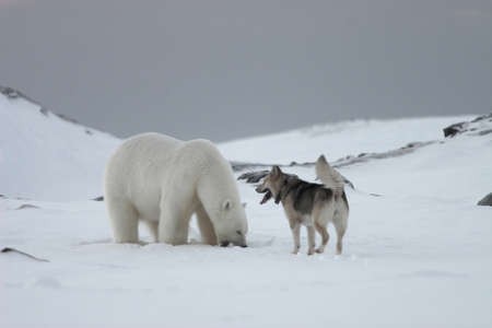 Polar bears with dogの写真素材