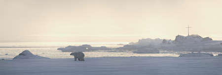 Polar bear, King of The Arctic