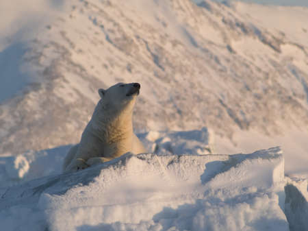 Polar bear, King of The Arcticの写真素材