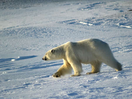 Polar bear, King of The Arcticの写真素材