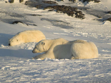 Polar bearsの写真素材