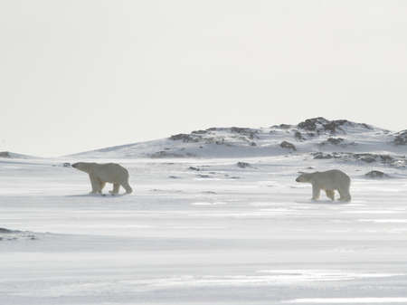 Polar bearsの写真素材