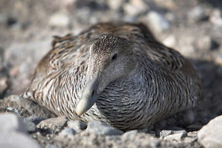 Eider duck on the nest - Arctic, Svalbard, Spitsbergenの写真素材