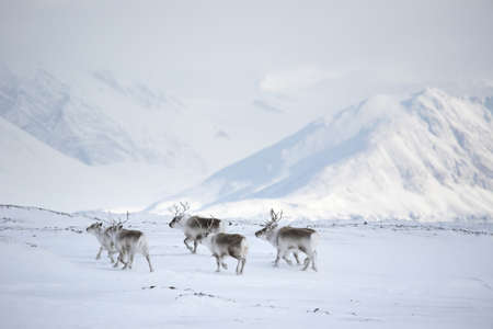 Herd of reindeers in the Arctic - Spitsbergen, Svalbardの写真素材