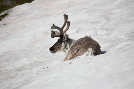 Arctic reindeer on the snowの写真素材