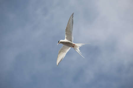 Arctic tern (Sterna paradisaea)の写真素材