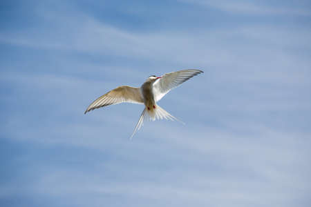 Arctic tern (Sterna paradisaea)の写真素材