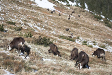Mountain goat in natural environmentの写真素材